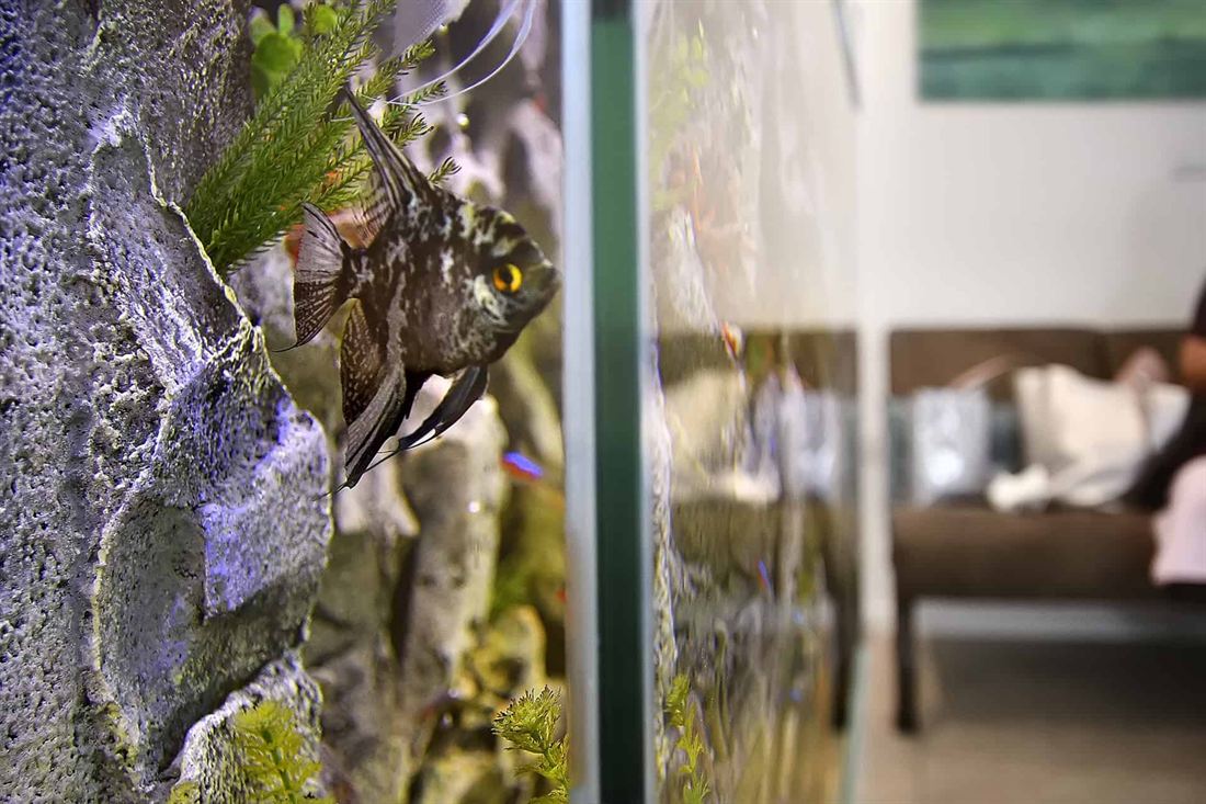 Aquarium im Wartebereich