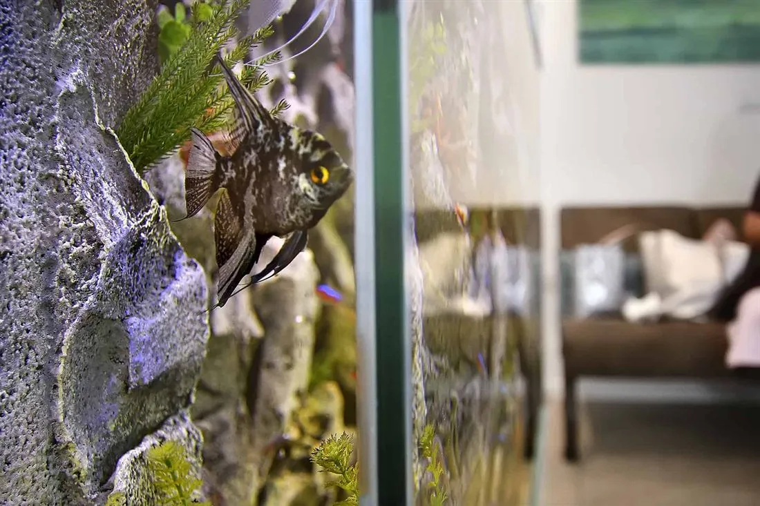 Aquarium im Wartebereich